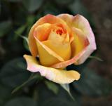 Yellow closed Rose.jpg