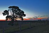 Tree sunset_0347.jpg