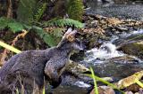 Wallaby in the wild.jpg
