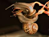 Snail Pair_0685.jpg