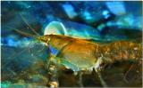 Shrimp 0391.jpg