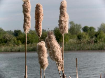 Cotton Reeds