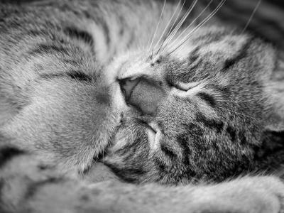 Tiger taking time out ...