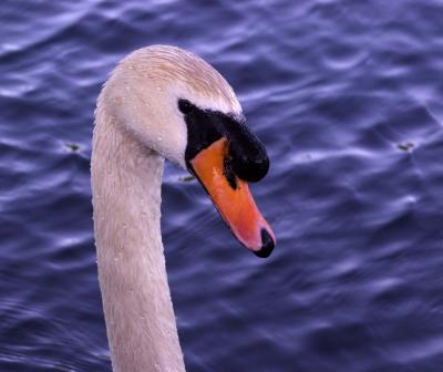 Daddy Swan