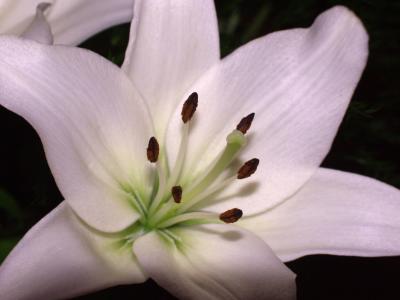 Lilly