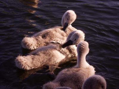 Baby Swan Signets