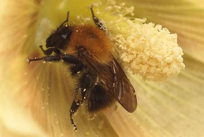 Bee in a Hollyhock