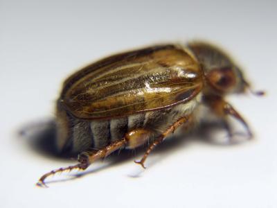 Beetles