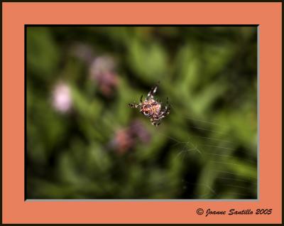 Garden Spider