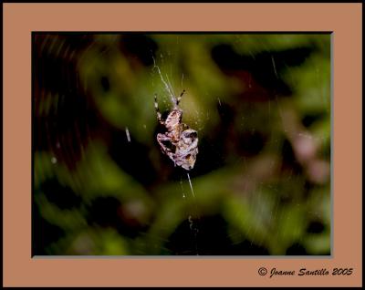 Garden Spider with Supper