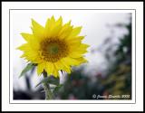 A Ray of Sun Flower