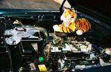 Theres a Tiger under this hood!!