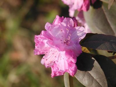 rhodos