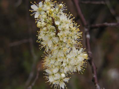 wild cherries
