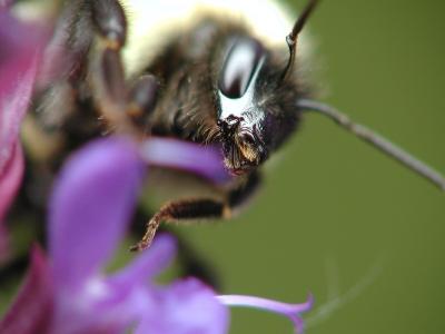 bumblebee.JPG