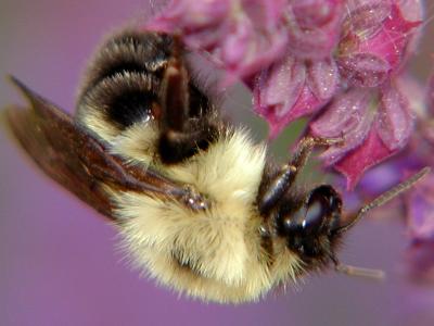 bumblebee.JPG