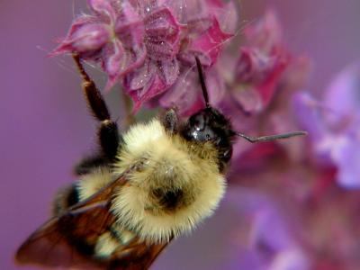 bumblebee.JPG