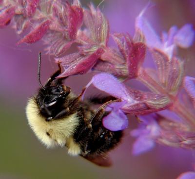 bumblebee.JPG