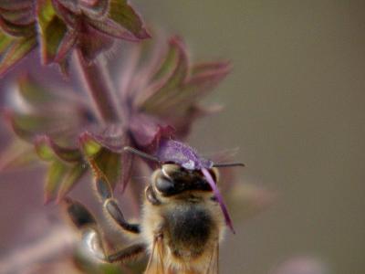 honeybee.JPG