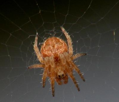 spider