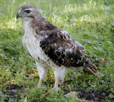 hawk