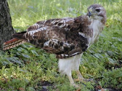 hawk