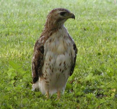 v3/09/563009/3/45238156.hawk5.jpg
