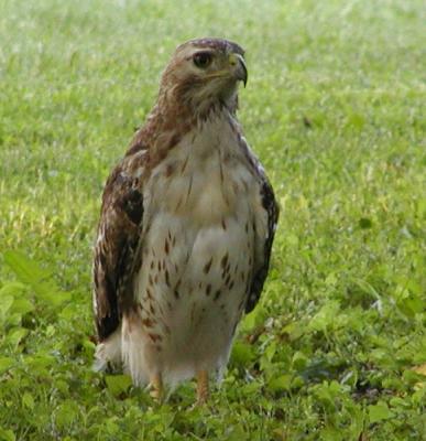 hawk
