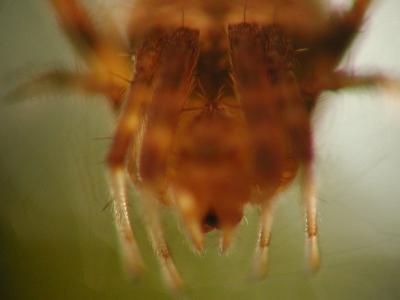 v3/09/563009/3/45238548.spider50mm1.jpg