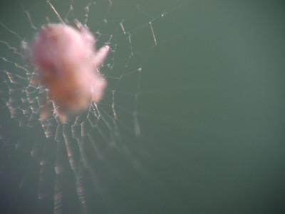 spider with reversed 50mm lens