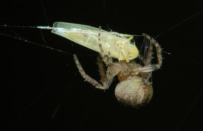 spider wrap