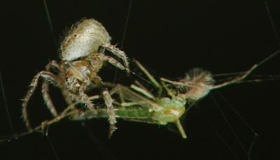 spider wrap