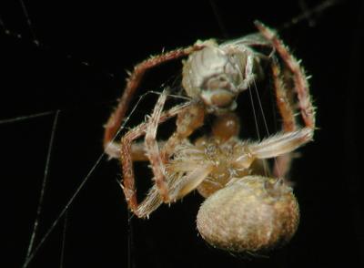 spider wrap