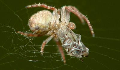 spider wrap