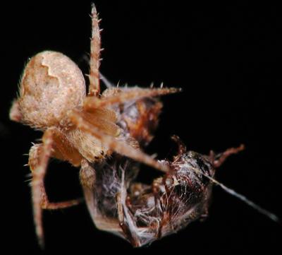 spider 3.JPG