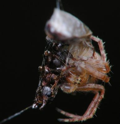 spider 6.JPG