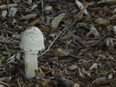 mushroom