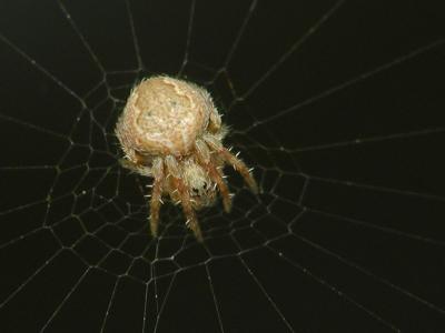spider 15.JPG