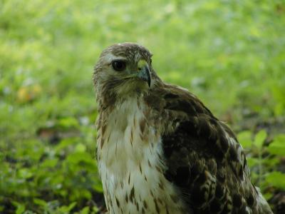v3/09/563009/3/45915875.hawk6.jpg