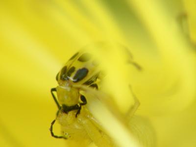 Yellow Spider in a Yellow Lily