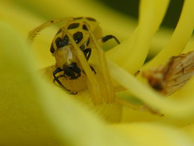 yellow spider 03.JPG