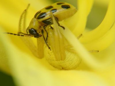 yellow spider 07.JPG