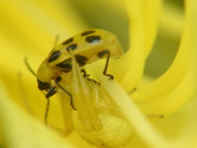 yellow spider 08.JPG