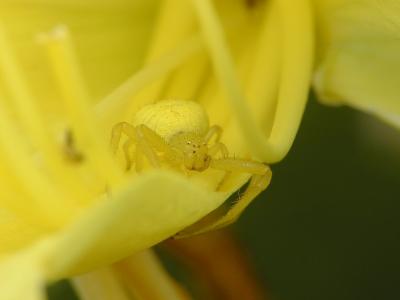 yellow spider 13.JPG