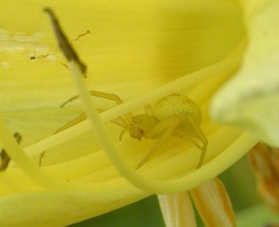 yellow spider 15.JPG