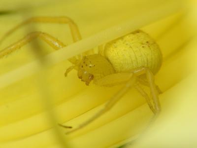 yellow spider 16.JPG