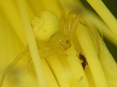yellow spider 17.JPG