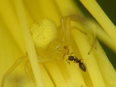 yellow spider 18.JPG