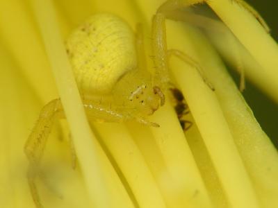 yellow spider 19.JPG