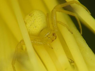 Yellow Spider in a Yellow Lily